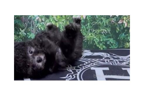 成約済の愛媛県のミックス犬-366789の4枚目